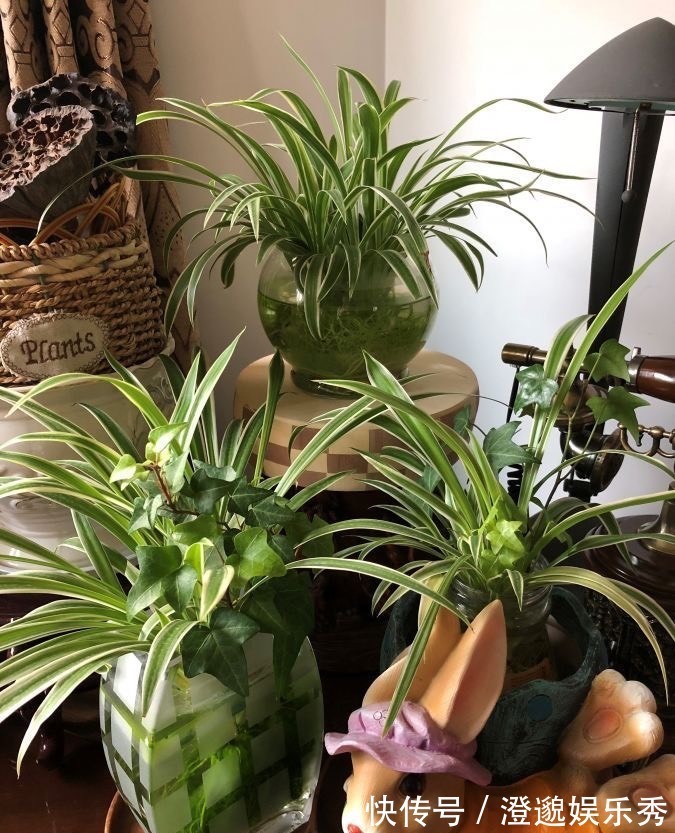 清新|家里有不用的瓶子,拿来水培3种绿植,简单好养清新漂亮