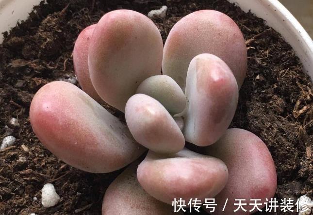 夏天|夏天养多肉桃蛋,注意这4个小细节,不化水不烂根,叶子粉嘟嘟