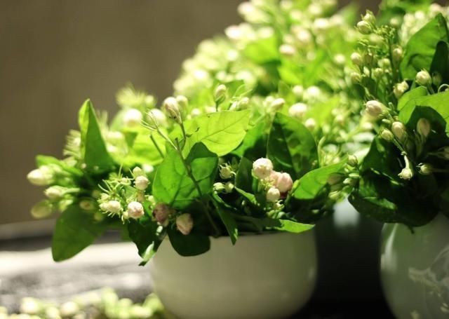 新芽|要让茉莉花枝子旺花苞多，需用2个方法，新枝新叶多花苞满枝