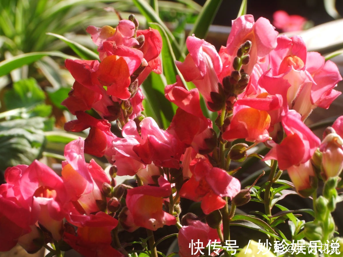 虞美人|秋天是养草花的季节,12种草花现在播种,俩月就能开花