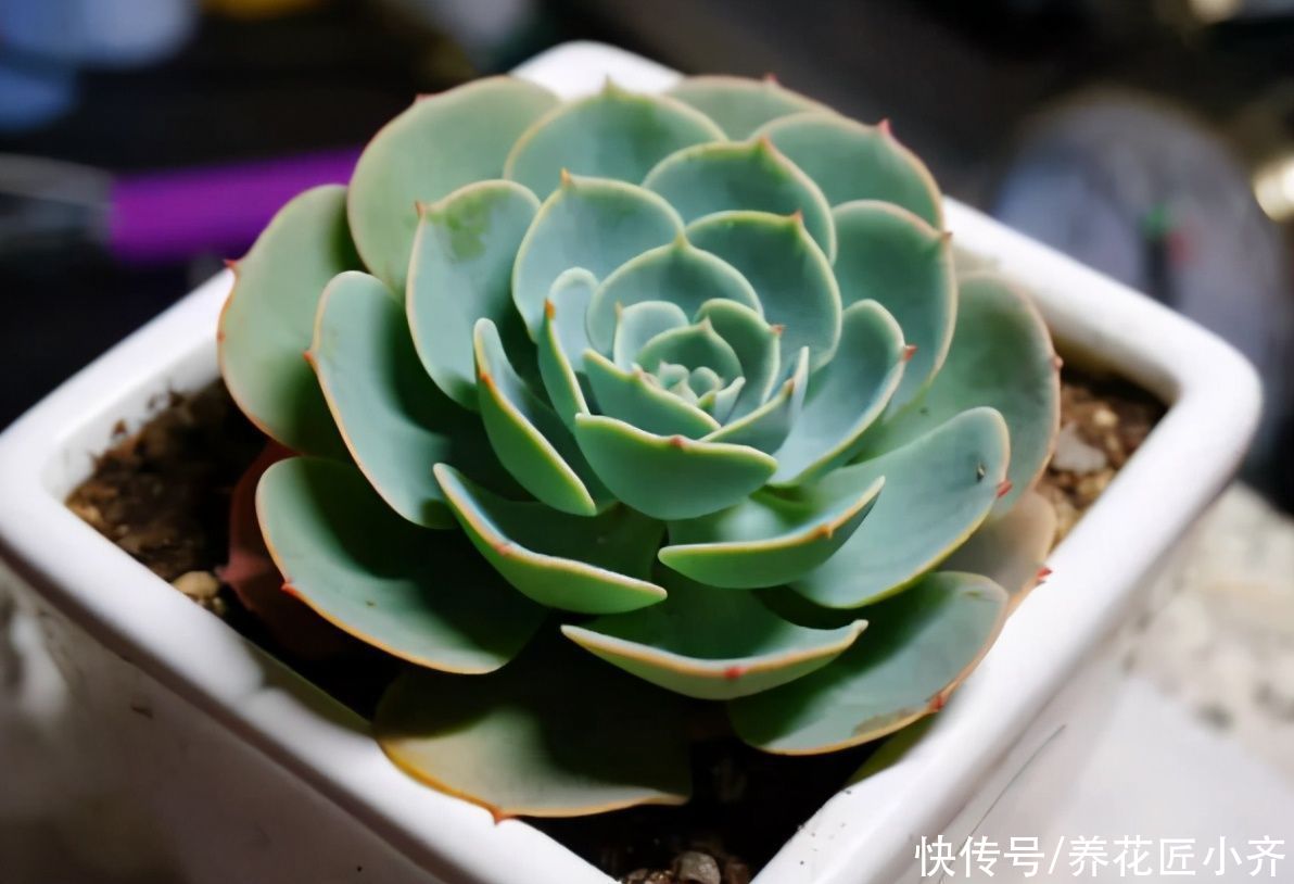 多肉|夏天如果多肉烂根，多数人会选择扔掉，其实处理得当，它还能恢复