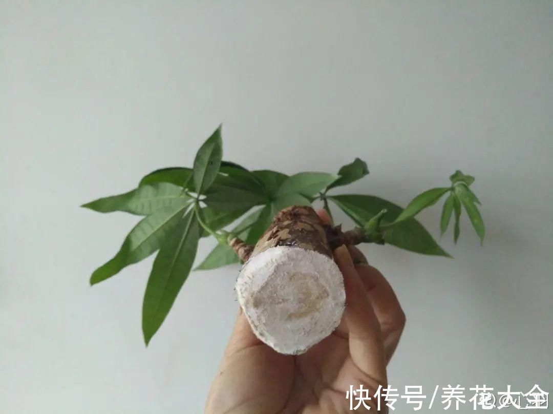 文竹|养花大棚倒闭，“贵货花”路边扔了一地，后悔没带个大麻袋