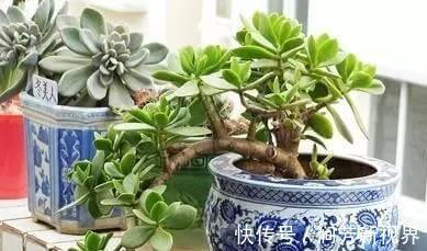 肥厚|养玉树,一月浇2次“壮骨肥”,叶片肥厚岁岁开花,变“传家宝”