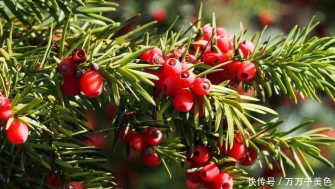 四季|4种整株都有香味的树,家里养一棵,不生虫,还能四季飘香