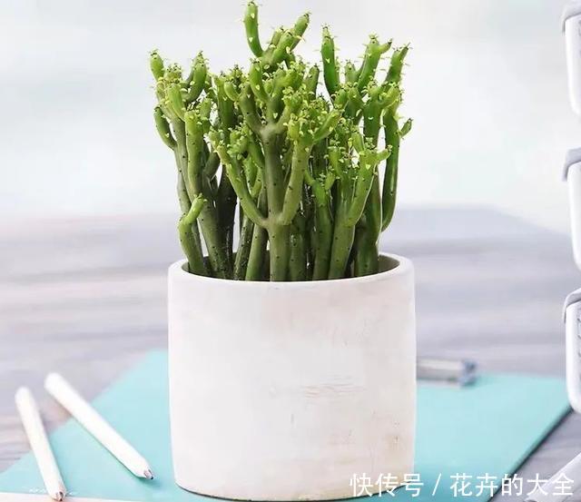 家里养几盆光棍树,清雅又别致,新手也能轻松上手