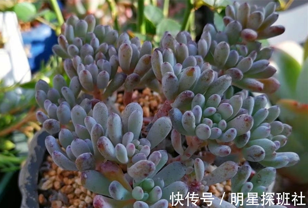 蓝豆|6种多肉秋天施点肥，爆头又上色，但有两类多肉秋天也不适合施肥