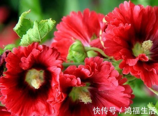 蜀葵|此花乃天国之花,比栀子花还香,还很好养,花繁色丽,观赏佳品