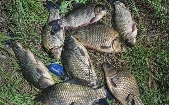 冬季钓鱼讲究人找鱼,学会这样选点打窝,让你狂钓大板鲫