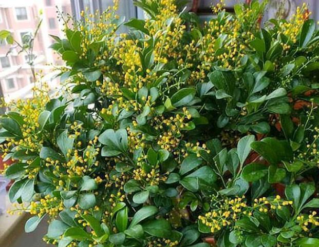 米兰花|4种漂亮花,好养易活能爆盆,日子红火财运滚滚,好看极了