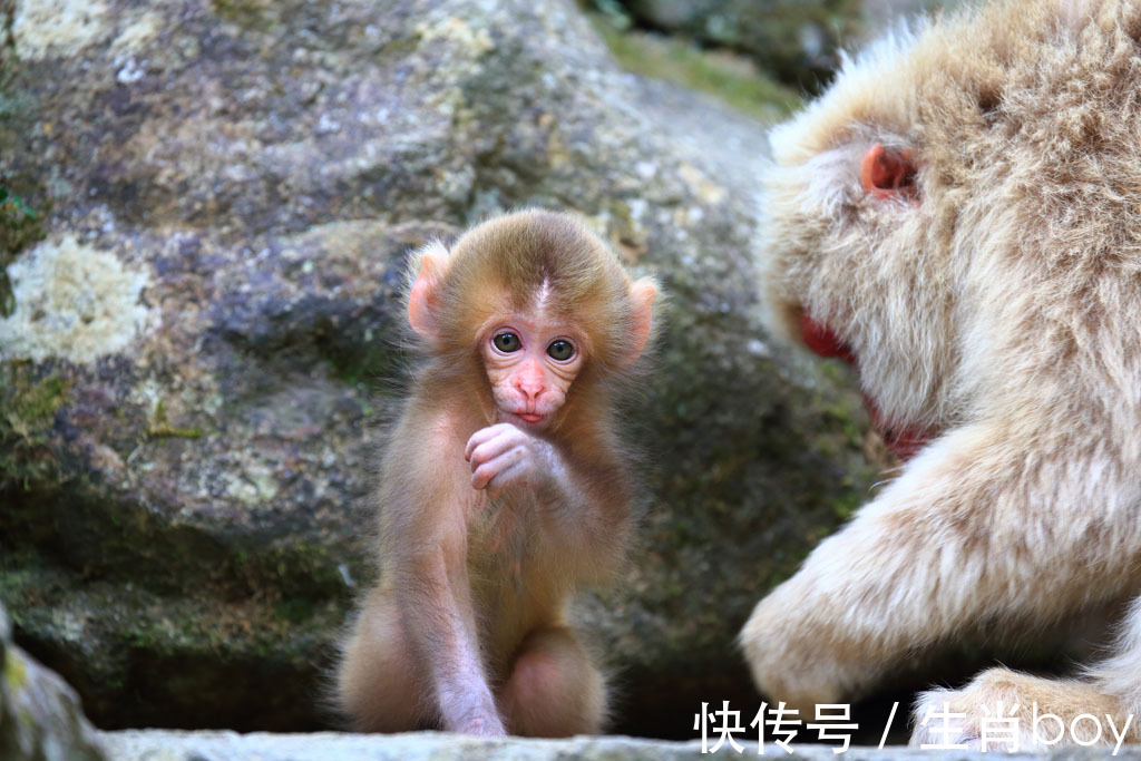 善缘|属猴的人生在几月份，头脑聪明情商高？命里带财，福运旺