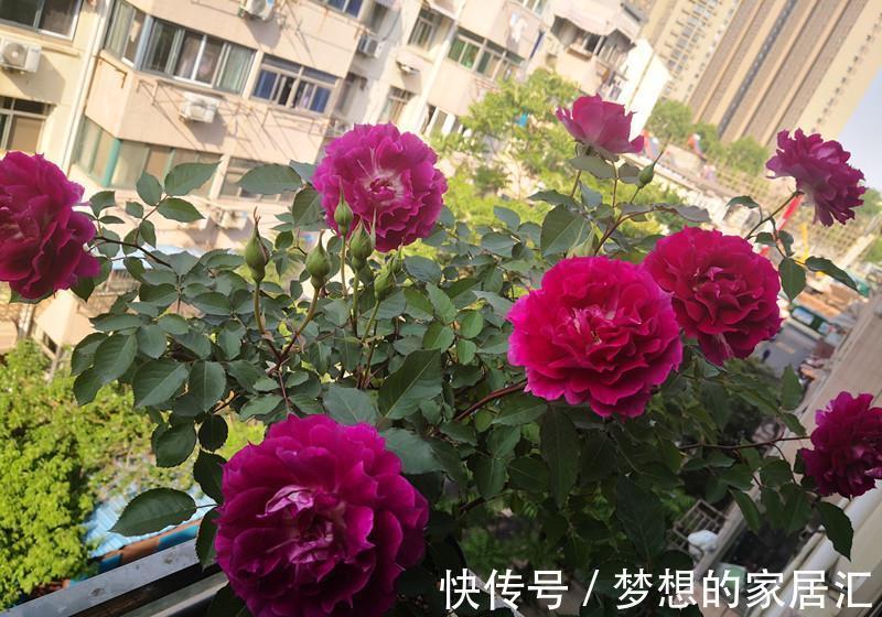 绿化带|4种“娇气花”楼房里总养死？扔在家门口，顿时枝繁叶茂，开花旺