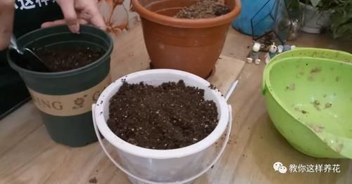 花草养不活,放点香蕉皮,打鸡血一样疯长!