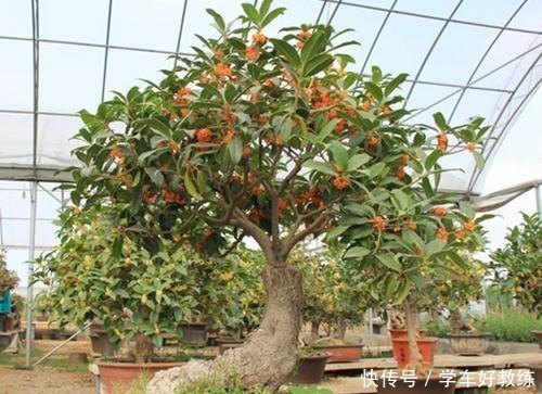 给桂花树施肥有“三个时期”和“四忌”之说,养桂花不能不了解!