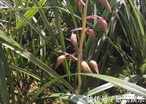 芒果皮|兰花长得慢，1种“果皮”用一用，加上“营养水”，爆盆不停！