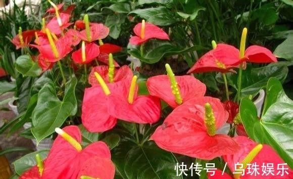 红掌长侧芽,这样处理,老叶不发黄,新叶蹭蹭冒,一叶一花开爆盆