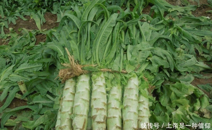 叶酸对孕妇、婴儿有很多好处,这几种蔬菜多吃点,叶酸含量丰富!