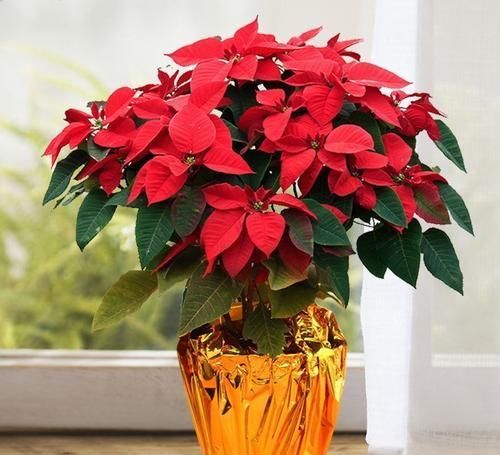  身体|这四种花不能随意养！虽然外表好看，但实际上却是有毒的！