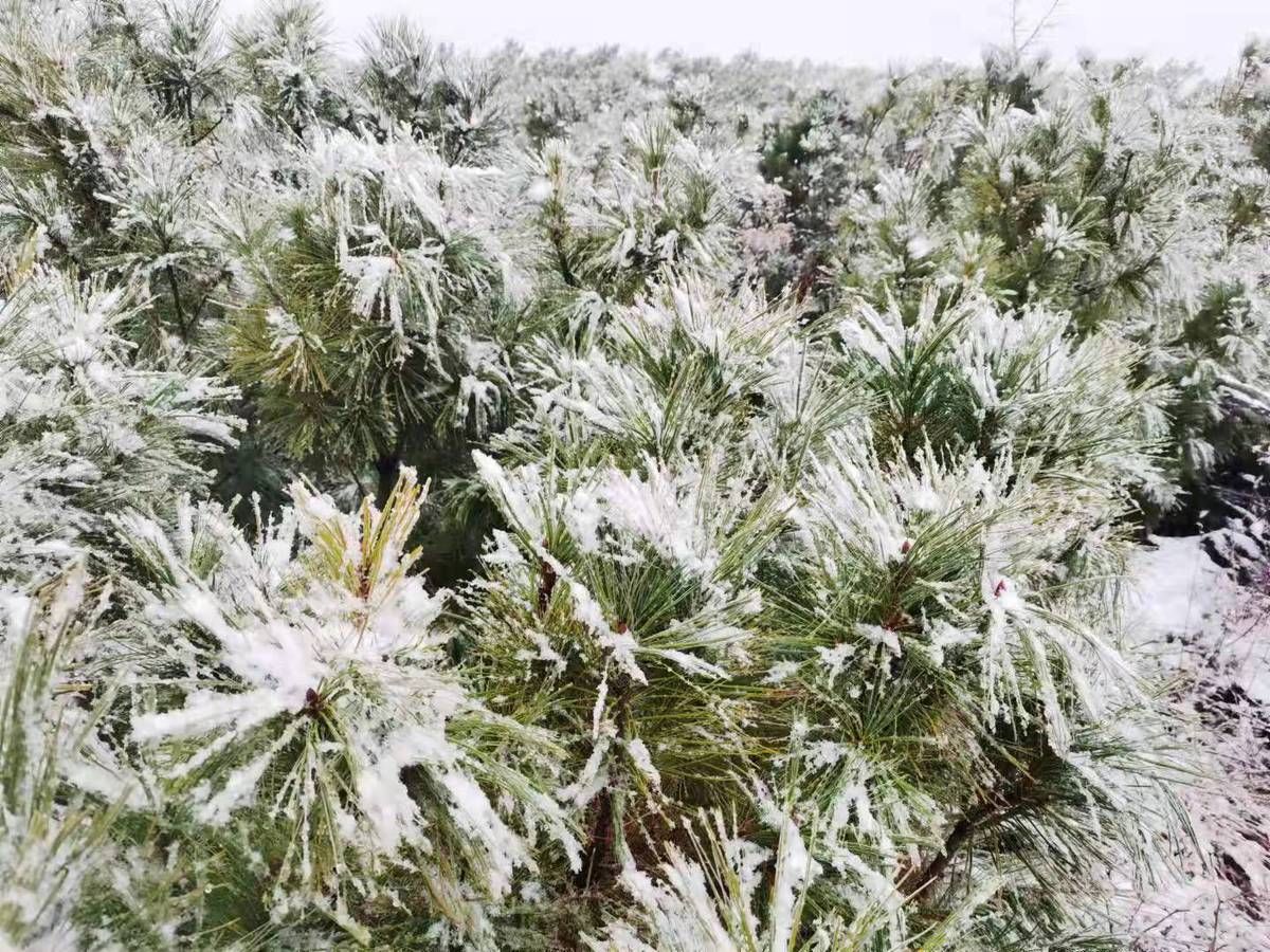 大兴安岭|黑龙江省大兴安岭地区呼中区迎来今年第一场雪