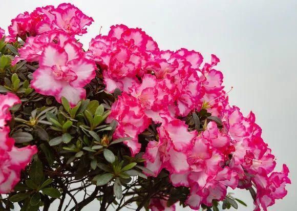 4种花身材不大,花量却怪“吓人”,深秋花开一大片,美翻了