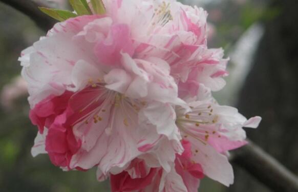 就养这几款小花,花期长好养活,开花挤爆盆,庭院充满生机