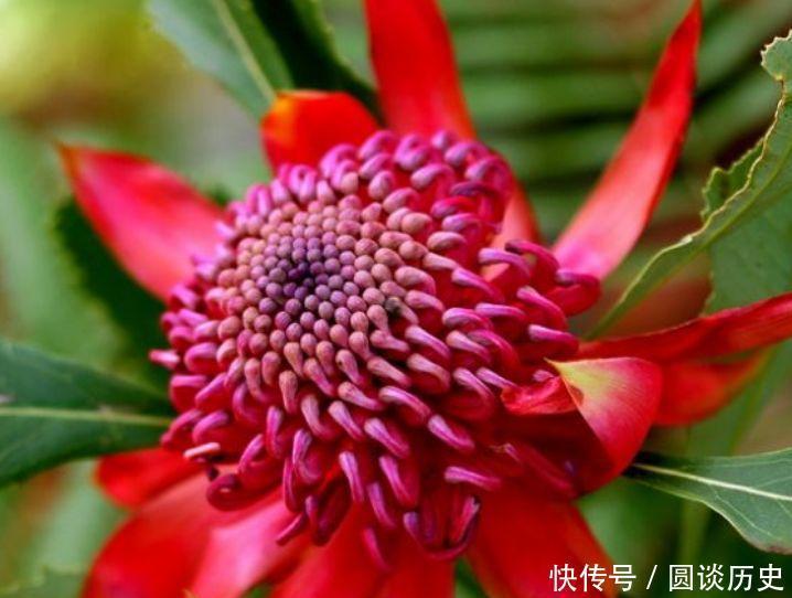 几款女神花,长势好花色艳,雍容华贵,对待新手很友好