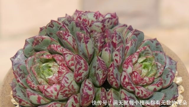 适合新手养护的4款经典多肉,便宜好养易上色,花友几乎都养过