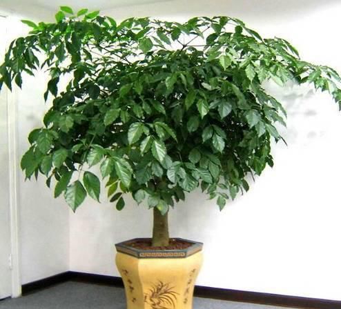  扦插繁殖|聪明人养花，剪1根枝条，2周冒大白根，1盆变10盆，赚了