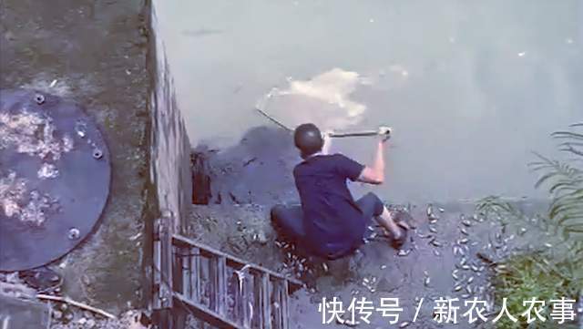 钓鱼|福建河边发生神奇的一幕，成千上万的鱼聚集在河边，有人用抄网捞