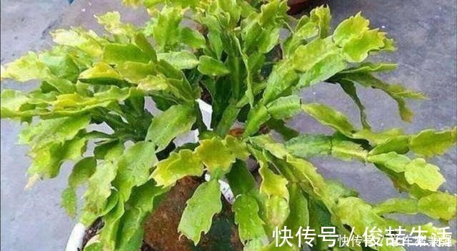 浇水|天热了,蟹爪兰要休眠,这几件事不能做,不然烂根枯萎!