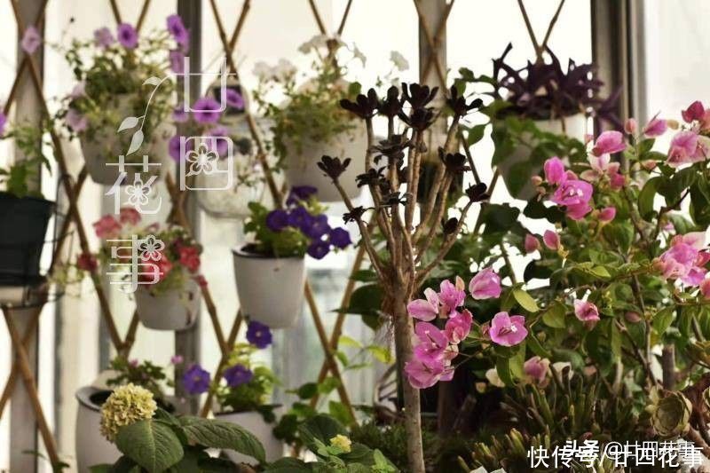 扦插|秋天扦插四种花,生根成活快,明年花开满阳台,实现“赏花自由”