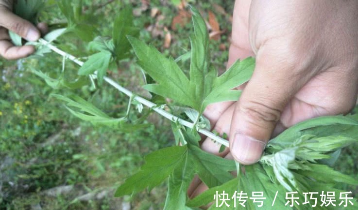 艾草|这野草农村几乎随处见，它天生带一股“香气”，能吃还是天然药材