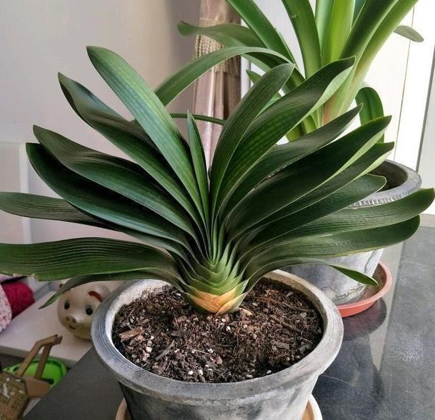 养君子兰用这个小妙招,开花多、新叶多、不夹箭,叶子绿的发光
