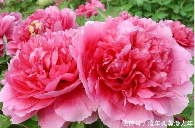 最受欢迎的“4种花”,开花漂亮又好养,四季繁花似锦,姿色艳丽