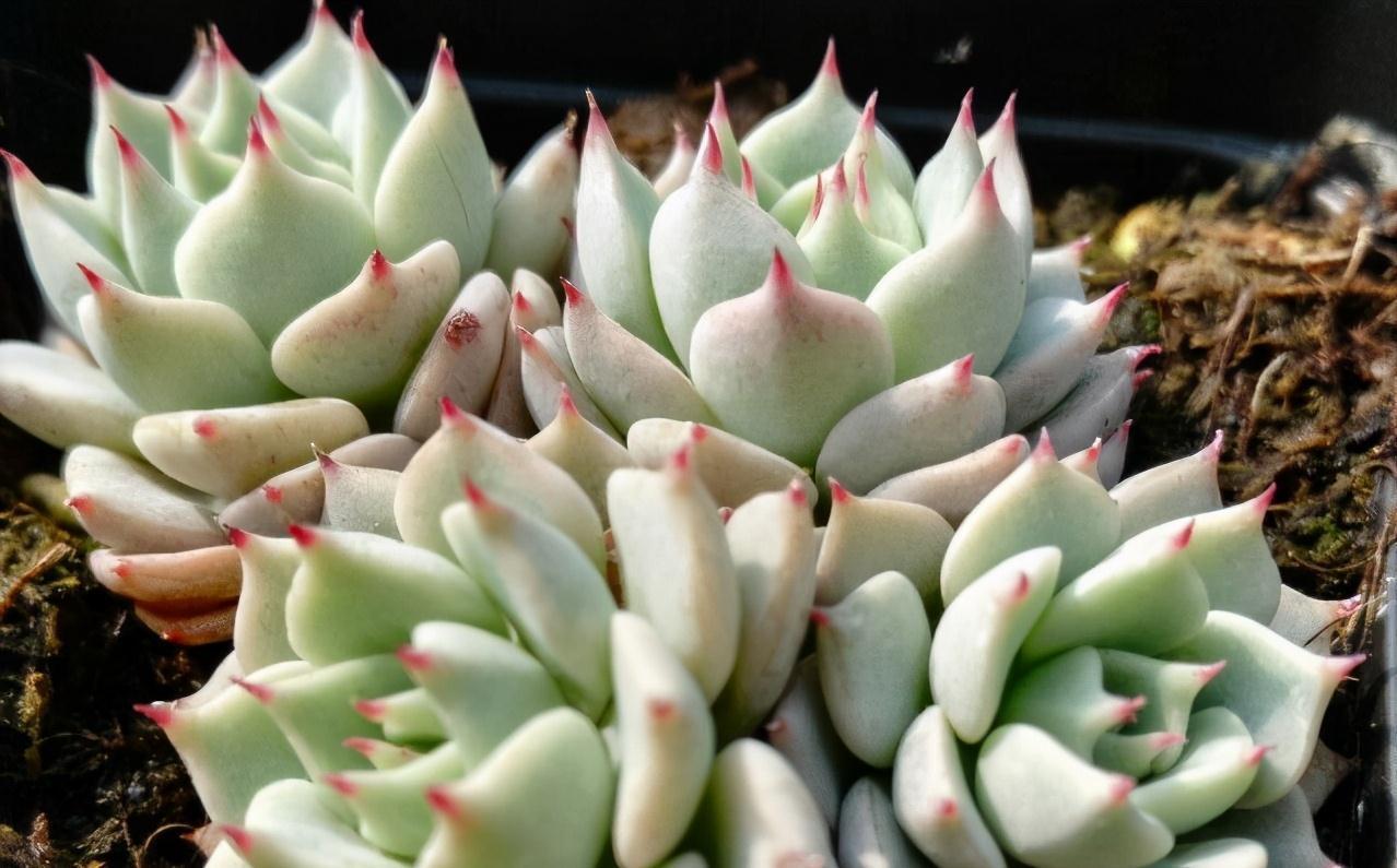 冬天养护多肉红爪,注意这四点,株型紧凑叶尖猩红更诱人