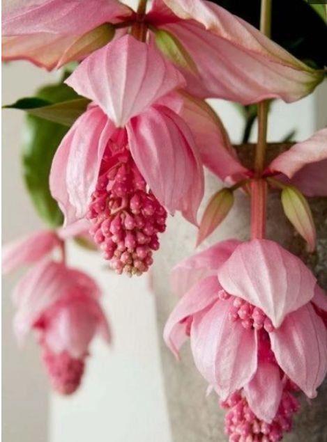 花朵|最受欢迎的4种花,好养易开花,花朵美艳,随便一养成花海