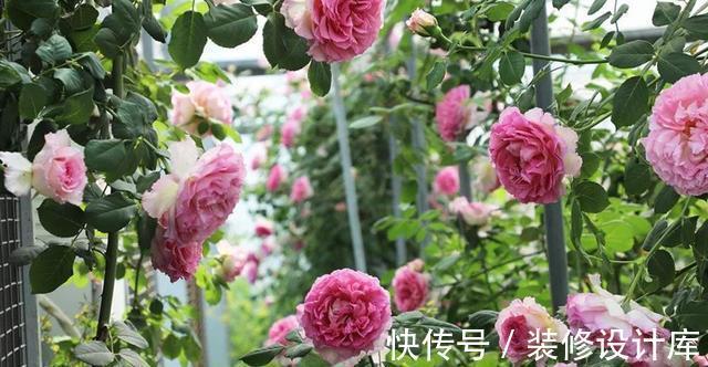 喷药|花友种月季前必须考虑清楚三个问题,不然越养越心烦