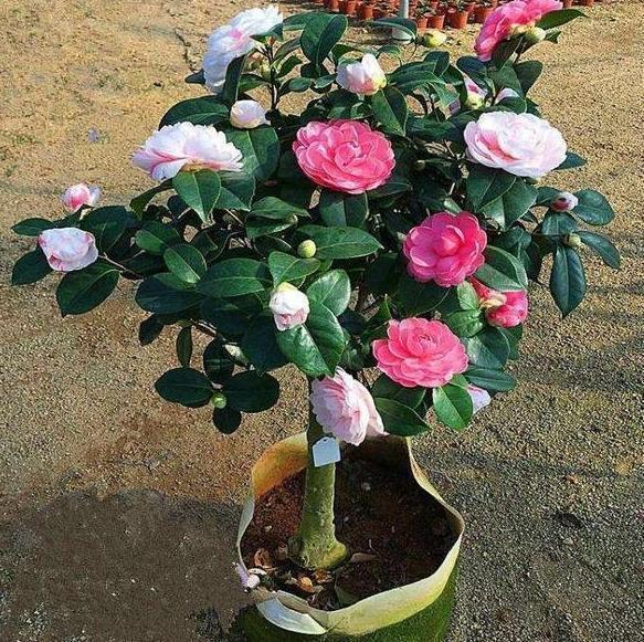 养茶花、杜鹃花，不懂得这4方面需求，盆栽成活、开花难度极高