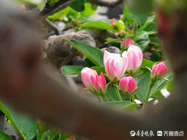 春天最适合赏花啦！临沂郯城一大棚里海棠花开艳丽多姿