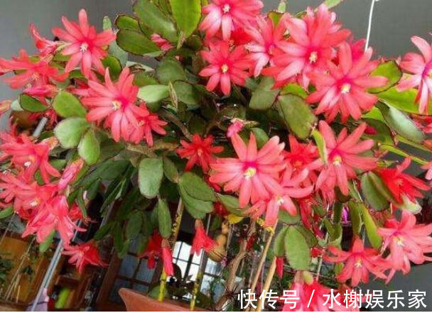 草木灰|虫子比花长得都快学会1个小方法，虫子不再有，叶子油绿长得旺