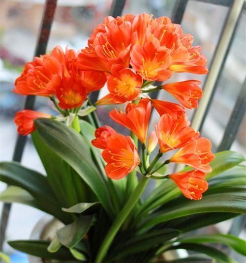 君子兰真的爱喝啤酒吗?听听养花达人怎么说