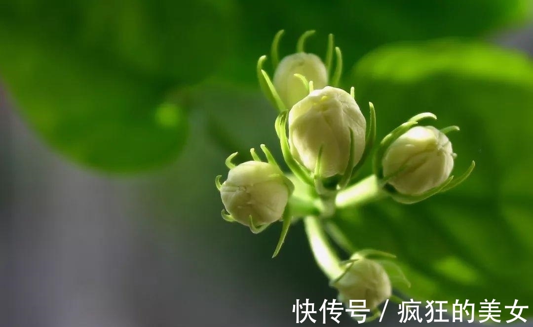 不第后赋菊|农历几月出生，你就是什么花，美轮美奂