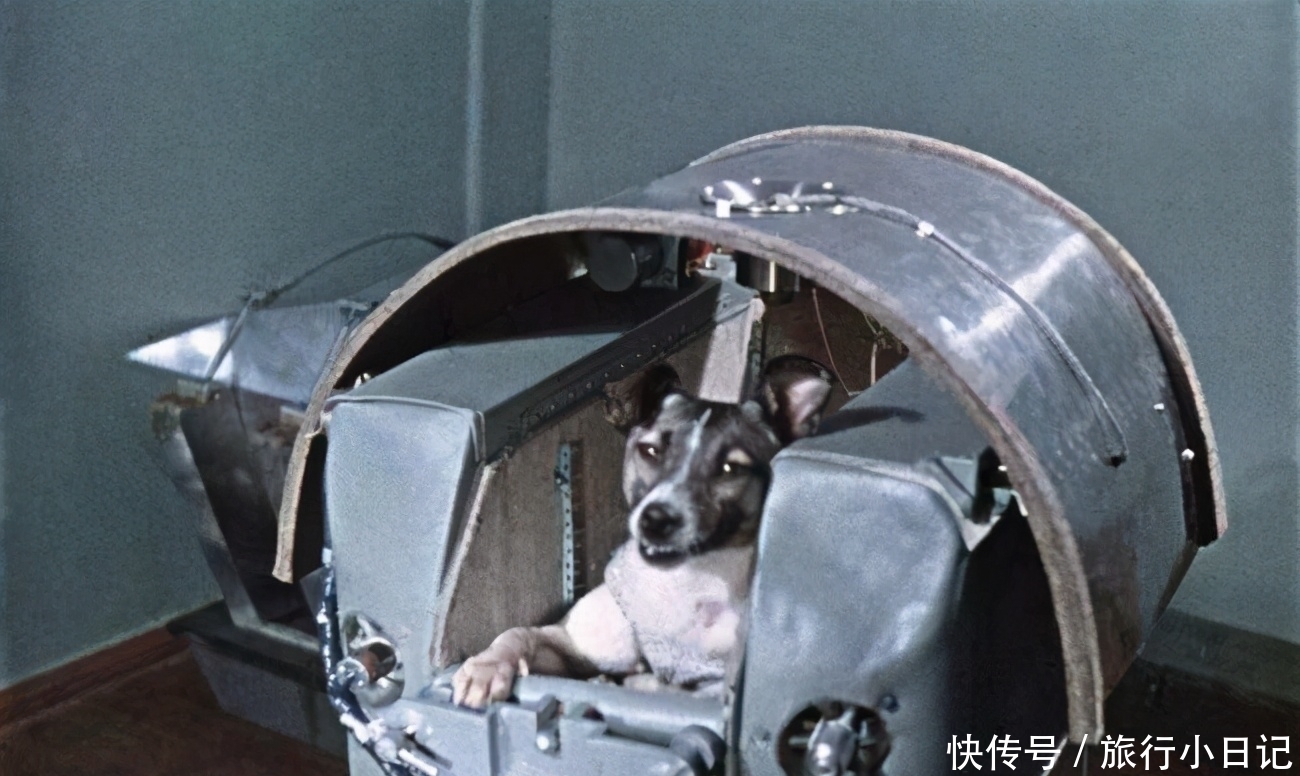 悲催的太空狗莱卡,在进入太空前就知回不来,死亡真相被隐瞒45年