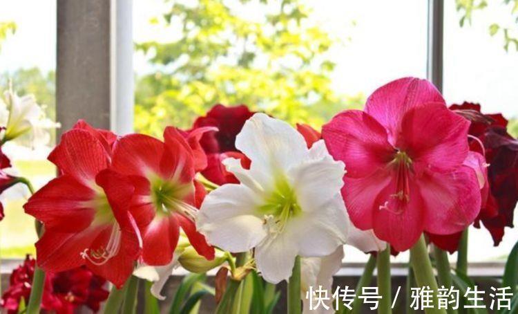 漂亮|几种花,开花漂亮又好养,每天都开花,四季都灿烂