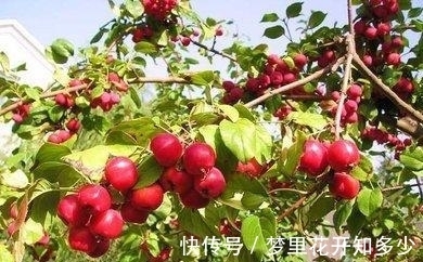 观赏价值|八棱海棠是美化风景的首选观赏树,有极高的观赏价值