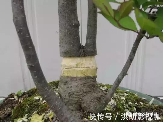 成活率|1个塑料袋1条绳，盆栽1盆变2盆，成活率百分百！