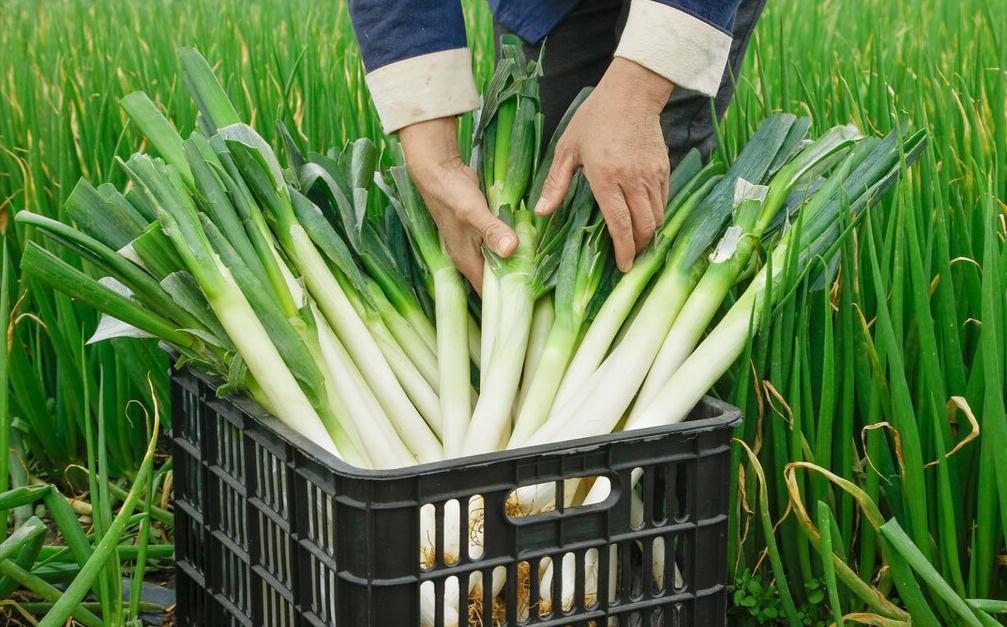 冬天大葱如何保存？教你3个好方法，平房楼房都适用，新鲜不烂根