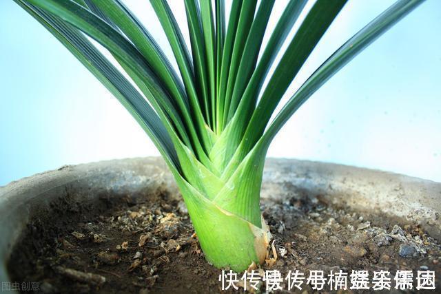 做法|怎样让君子兰一年长出8片叶子？他的做法，值得我们学习
