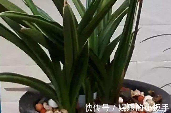 兰花焦尖怎么办,都是2种因素造成的,教你快速高效处理