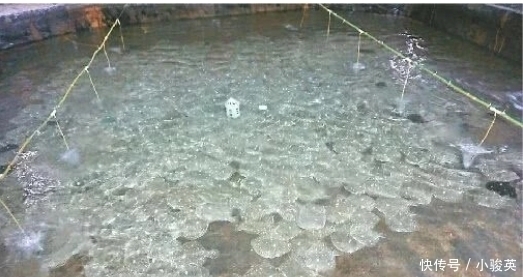  1992年才引进国内，至今无法自然繁殖，市场很难买得到