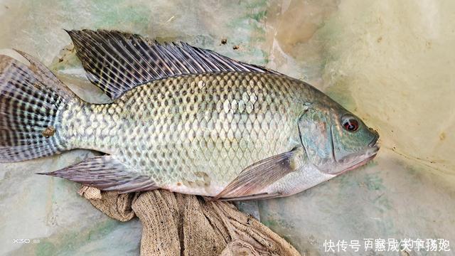 入侵|这2种鱼已成功“入侵”我国，吃货也束手无策，钓到该如何处理